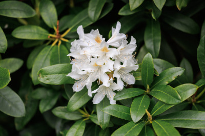  Karl X Gustavs gata 84