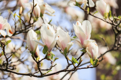  Karl X Gustavs gata 84