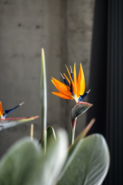  Strandridaregatan 60