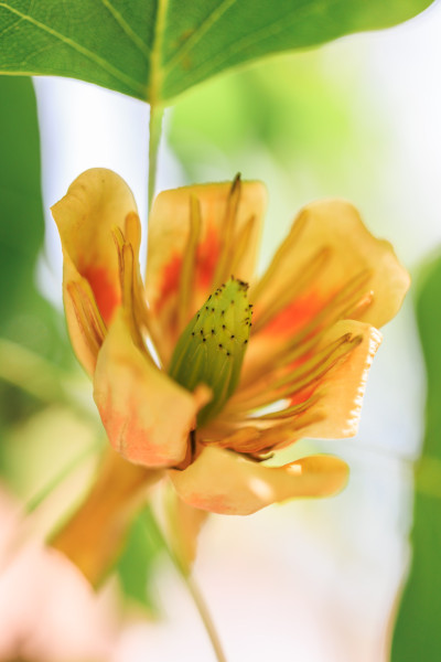 Brunnsparken villa salvia 1