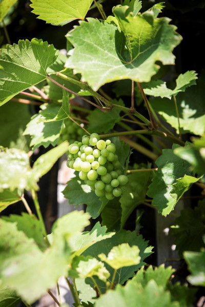  Lerbergets byaväg 40