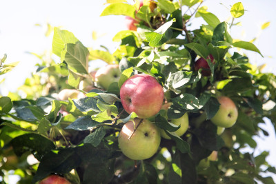  Lerbergets byaväg 40