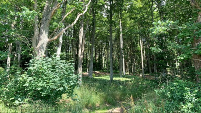 Tomtmarken erbjuder vackra träd och fågelkvitter Tockarpsvägen