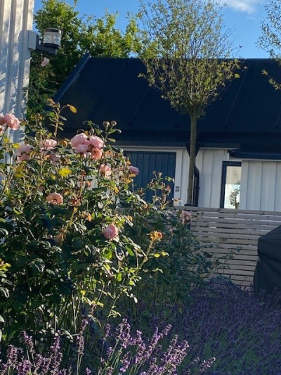 Rosor baksidan Vinkelvägen 4