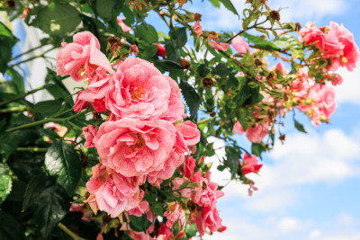  Kustroddarevägen 47