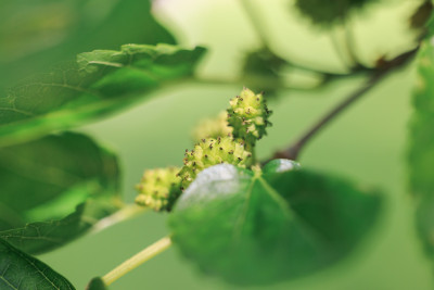  Brunnsparken villa salvia 1