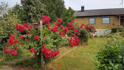 Ägarens bild Häggvägen 5